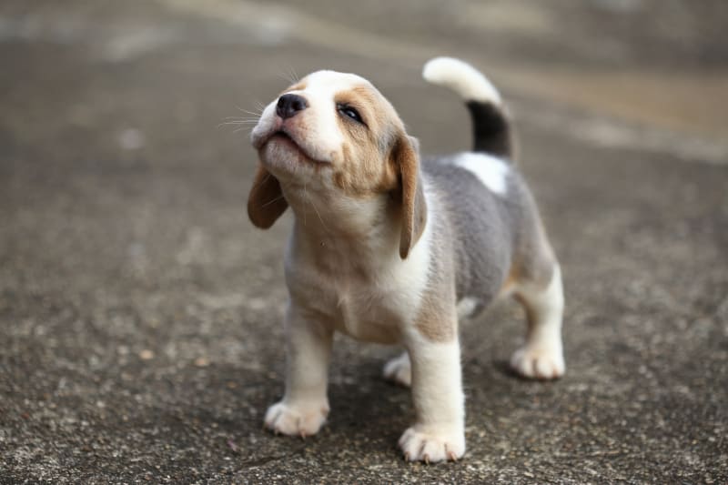 Köpek